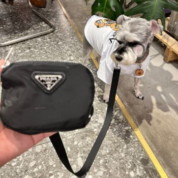 Accessoires de Luxe pour Chiens : Laisse et Collier Prada - 2025 - Vêtement et accessoires pour chiens - Doglovedesign