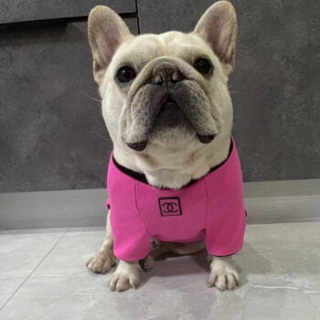 T-shirt pour chien Chanel | 2024