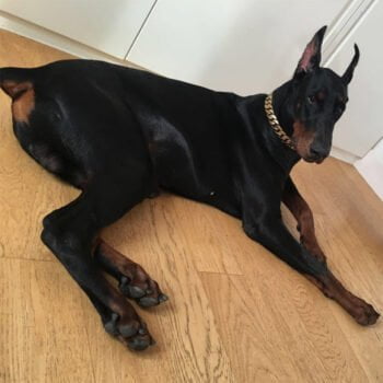 Collier et harnais pour chien - 2025 - Doglovedesign : Vêtement et accessoires pour chiens Collier et harnais pour chien - 2025 - Doglovedesign : Vêtement et accessoires pour chiens