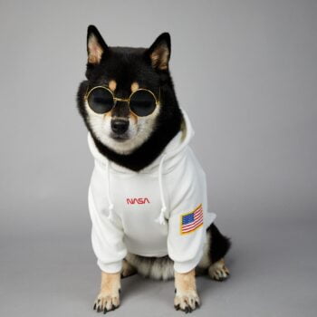 Sweat à capuche pour chien Nasa | 2024