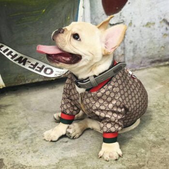 Veste pour chien Gucci | 2024