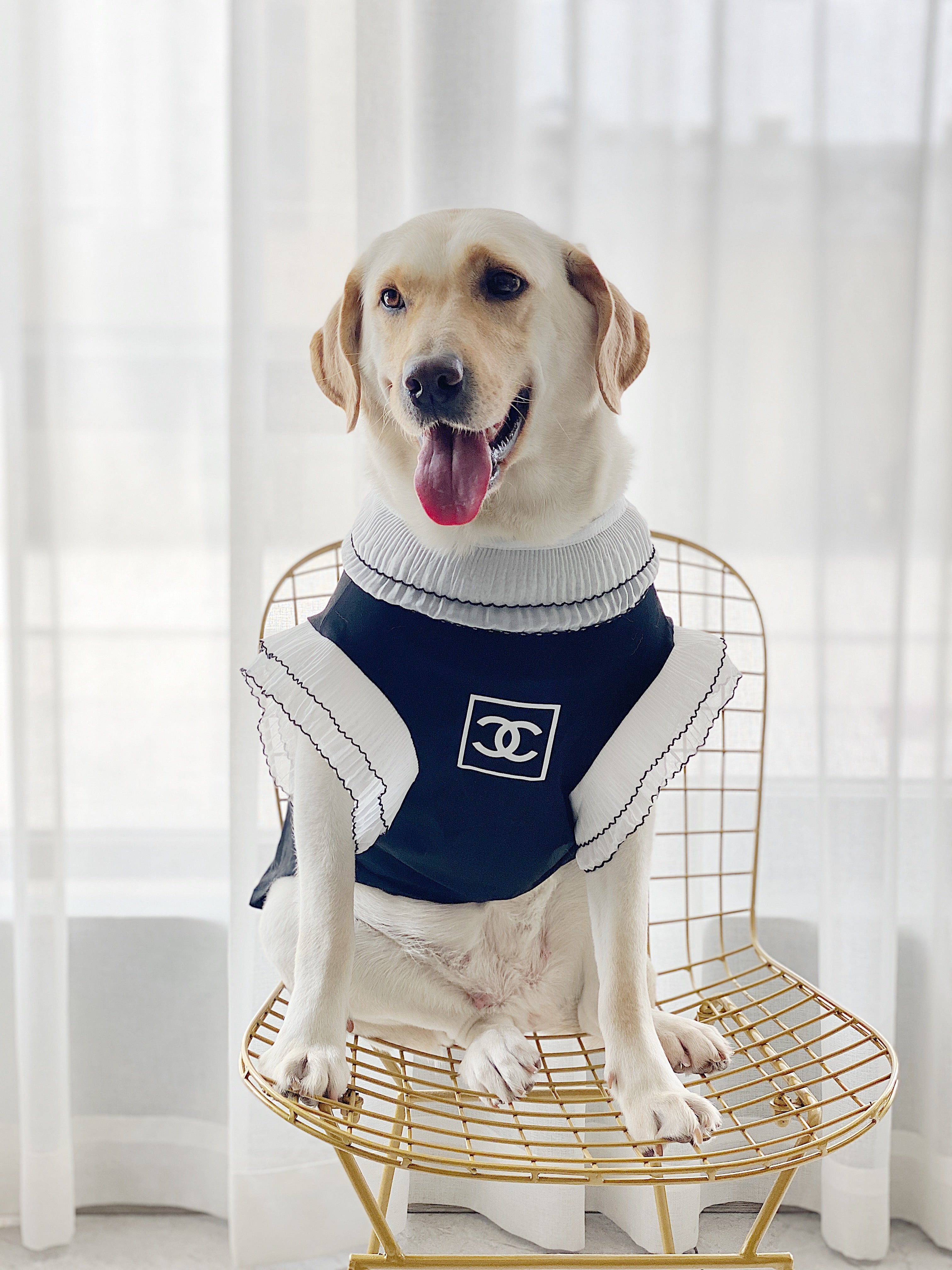 Vêtements Grands Chiens Chanel | 2025