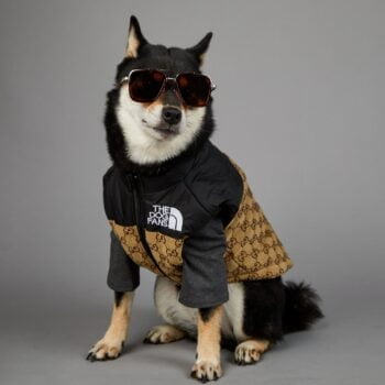 Veste pour chien Pawcci - 2025 - Vêtement et accessoires pour chiens - Doglovedesign