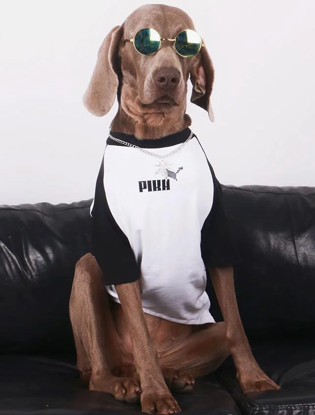 Vêtements Grands Chiens Pika | 2025