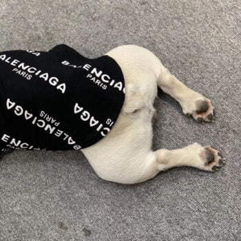 Gilet sans manches pour chien Balenciaga - 2025 - Vêtement et accessoires pour chiens - Doglovedesign