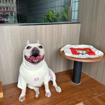 T-shirt pour chien - 2025 - Doglovedesign : Vêtement et accessoires pour chiens