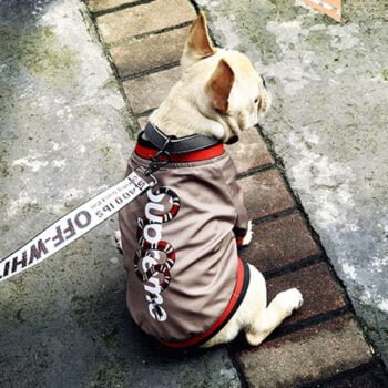 Veste pour chien Gucci | 2025