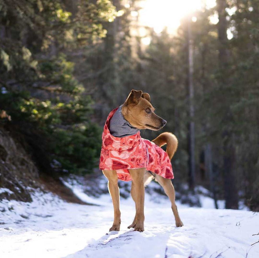 Sweat à capuche pour chien | 2024