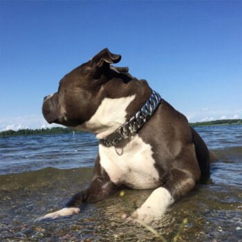 Collier et harnais pour chien - 2025 - Doglovedesign : Vêtement et accessoires pour chiens Collier et harnais pour chien - 2025 - Doglovedesign : Vêtement et accessoires pour chiens