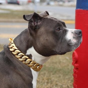 Collier et harnais pour chien - 2025 - Doglovedesign : Vêtement et accessoires pour chiens Collier et harnais pour chien - 2025 - Doglovedesign : Vêtement et accessoires pour chiens