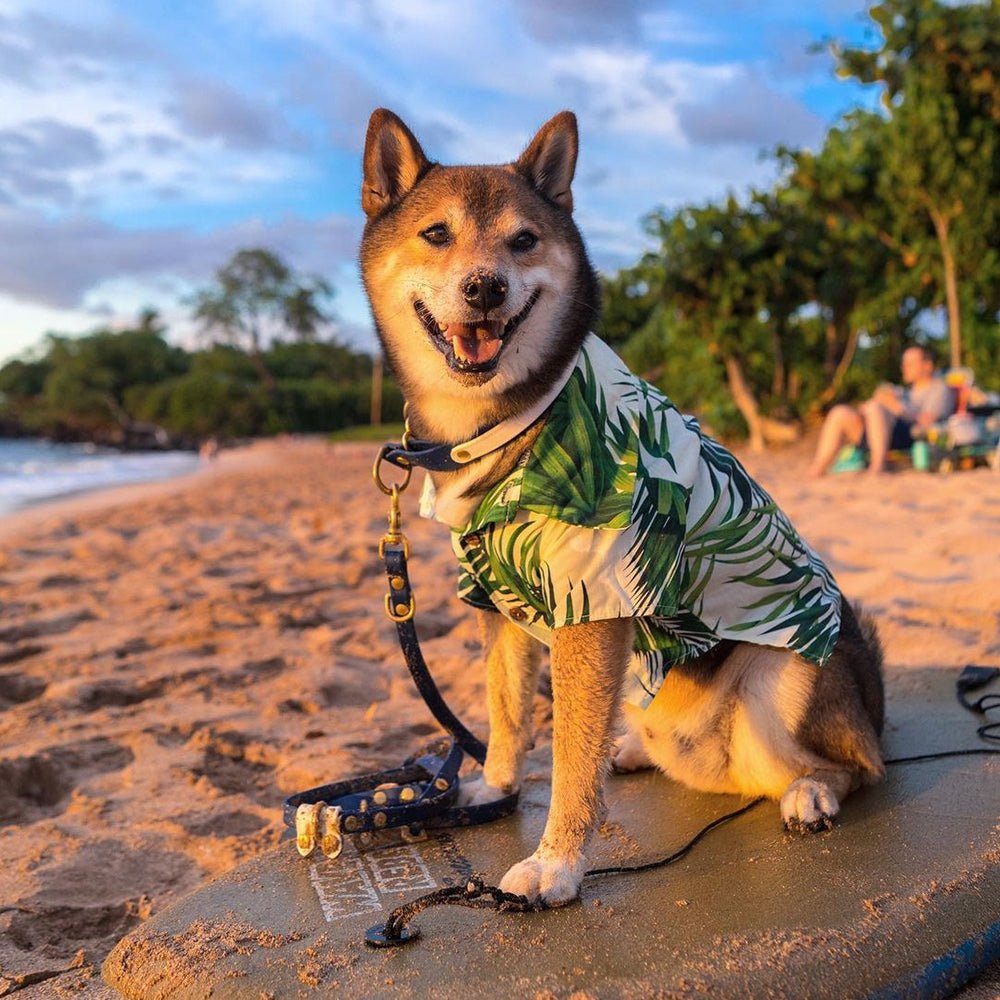 Chemise hawaienne pour chien | 2023