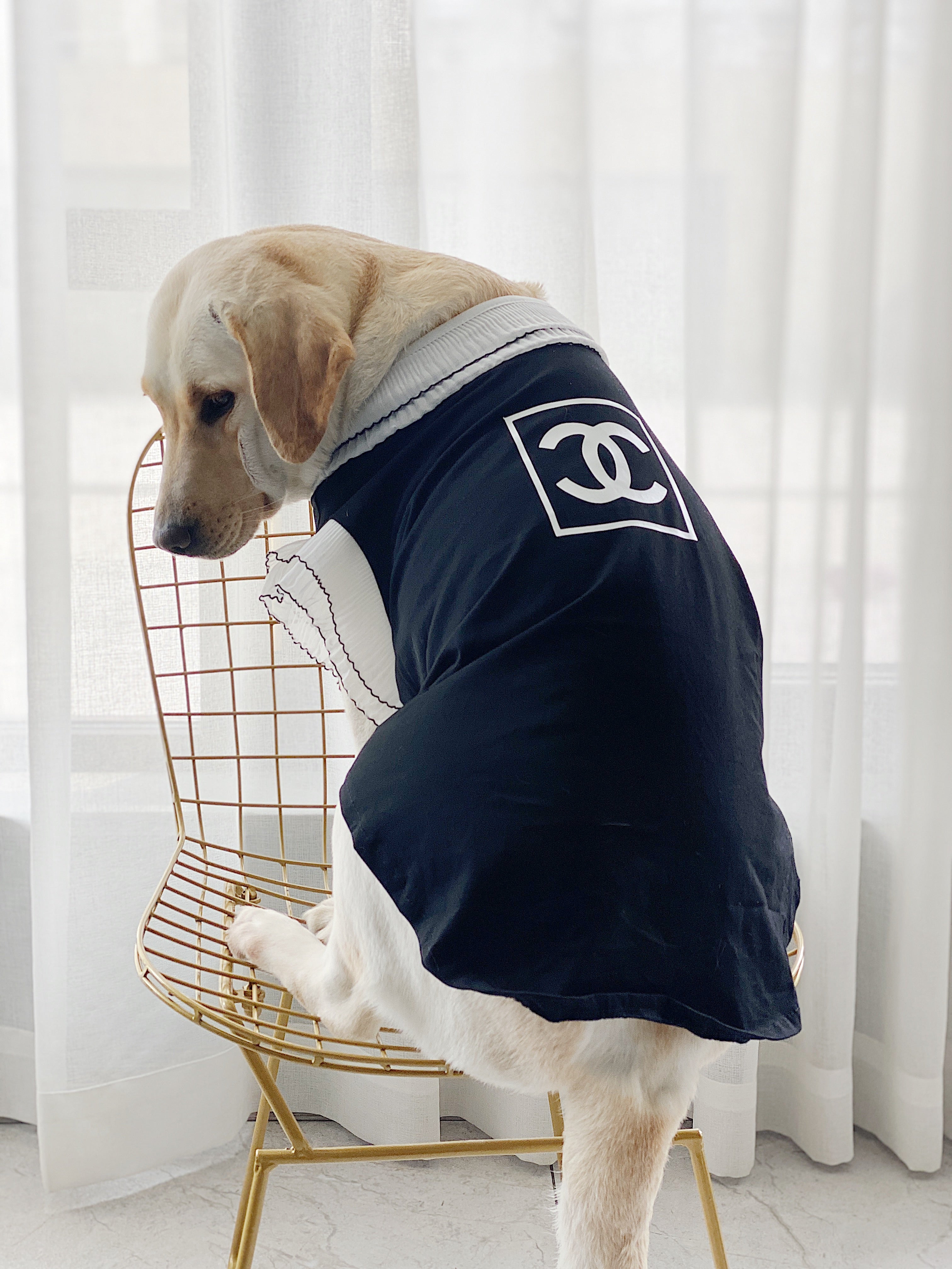 Vêtements Grands Chiens Chanel | 2025