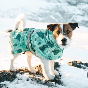 Sweat à capuche pour chien | 2024