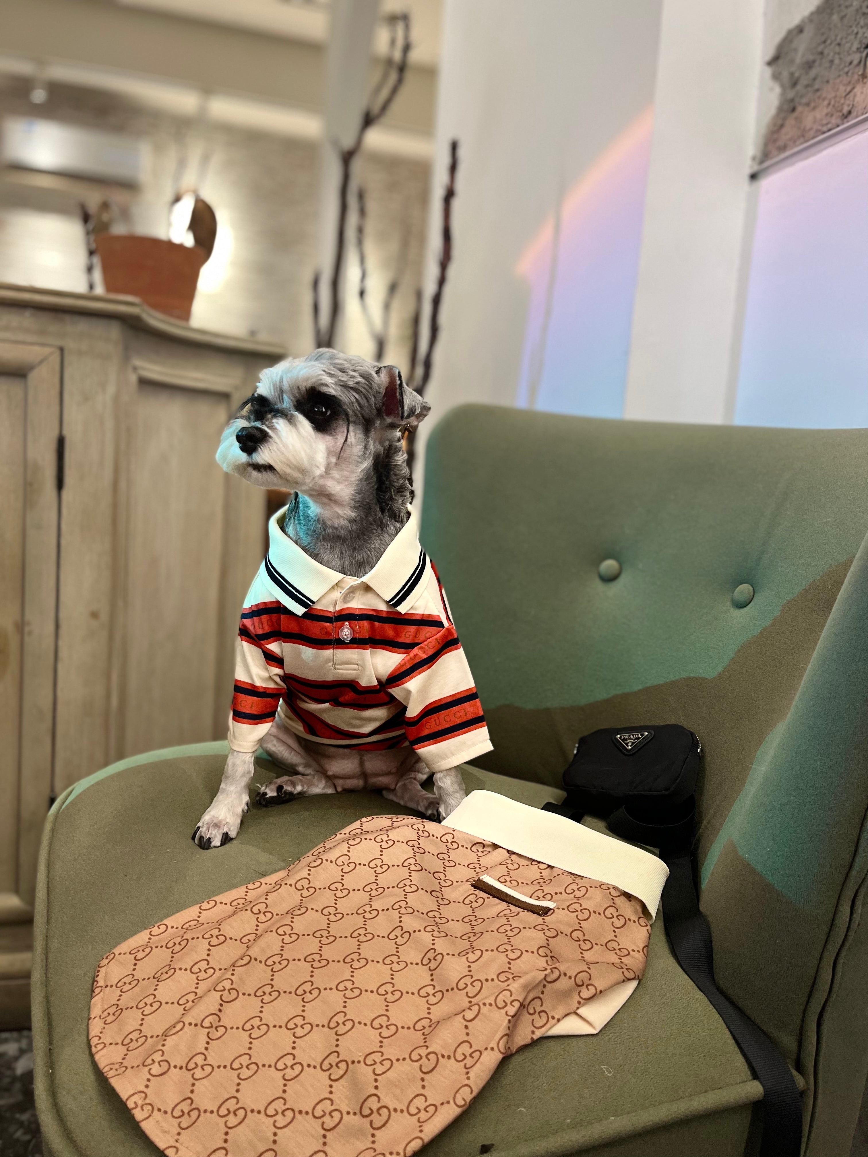 T-shirt pour chien Gucci | 2025