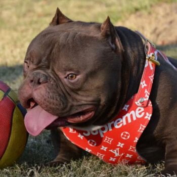 Collier et harnais pour chien Louis Pawtton | 2024