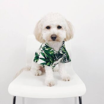Chemise hawaienne pour chien - 2025 - Vêtement et accessoires pour chiens - Doglovedesign