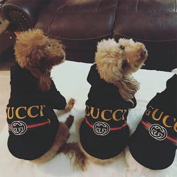 Sweat à capuche pour chien Gucci | 2025