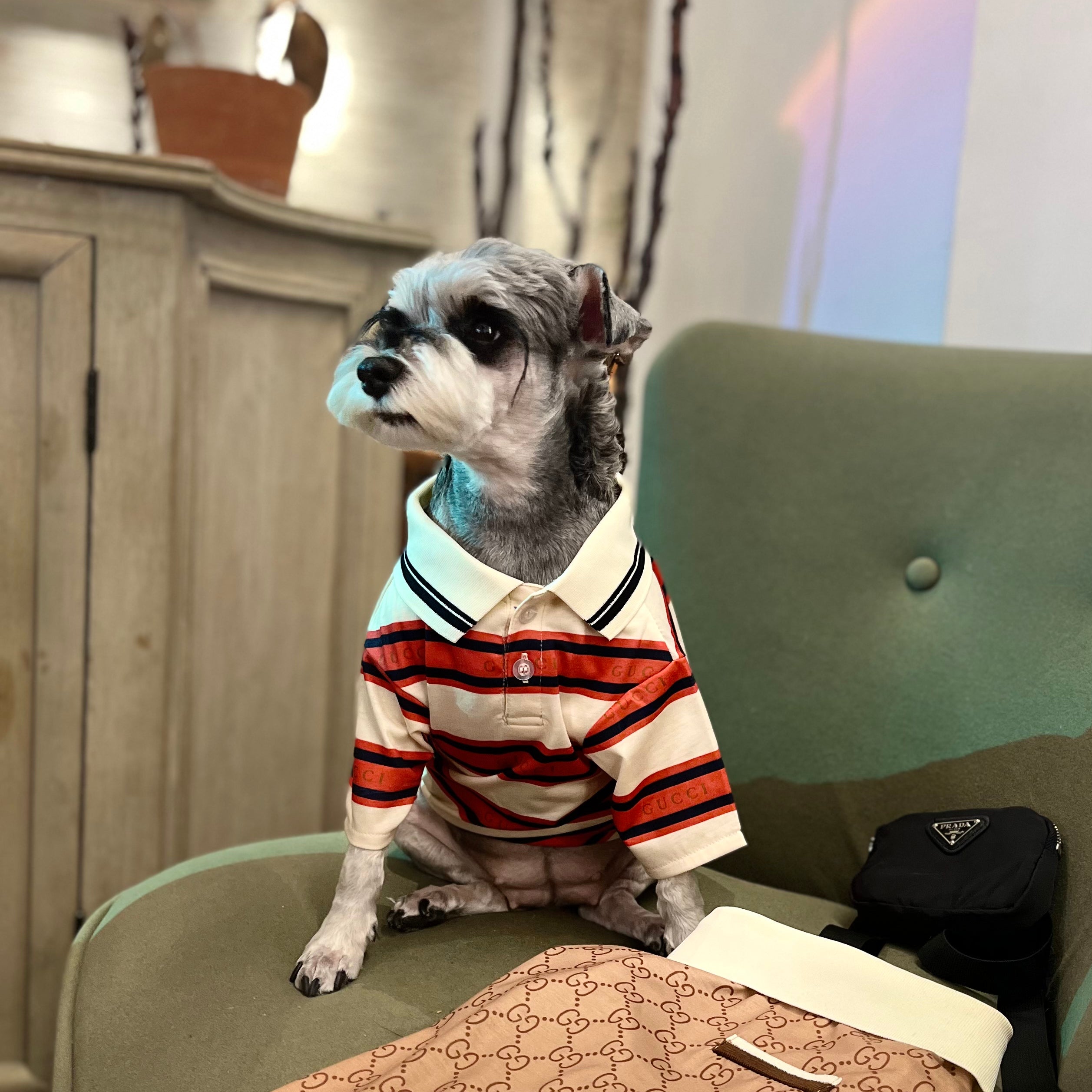 T-shirt pour chien Gucci | 2025