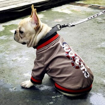 Veste pour chien Gucci | 2025