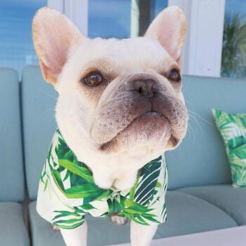 Chemise hawaienne pour chien - 2025 - Vêtement et accessoires pour chiens - Doglovedesign
