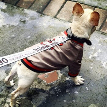 Veste pour chien Gucci | 2025