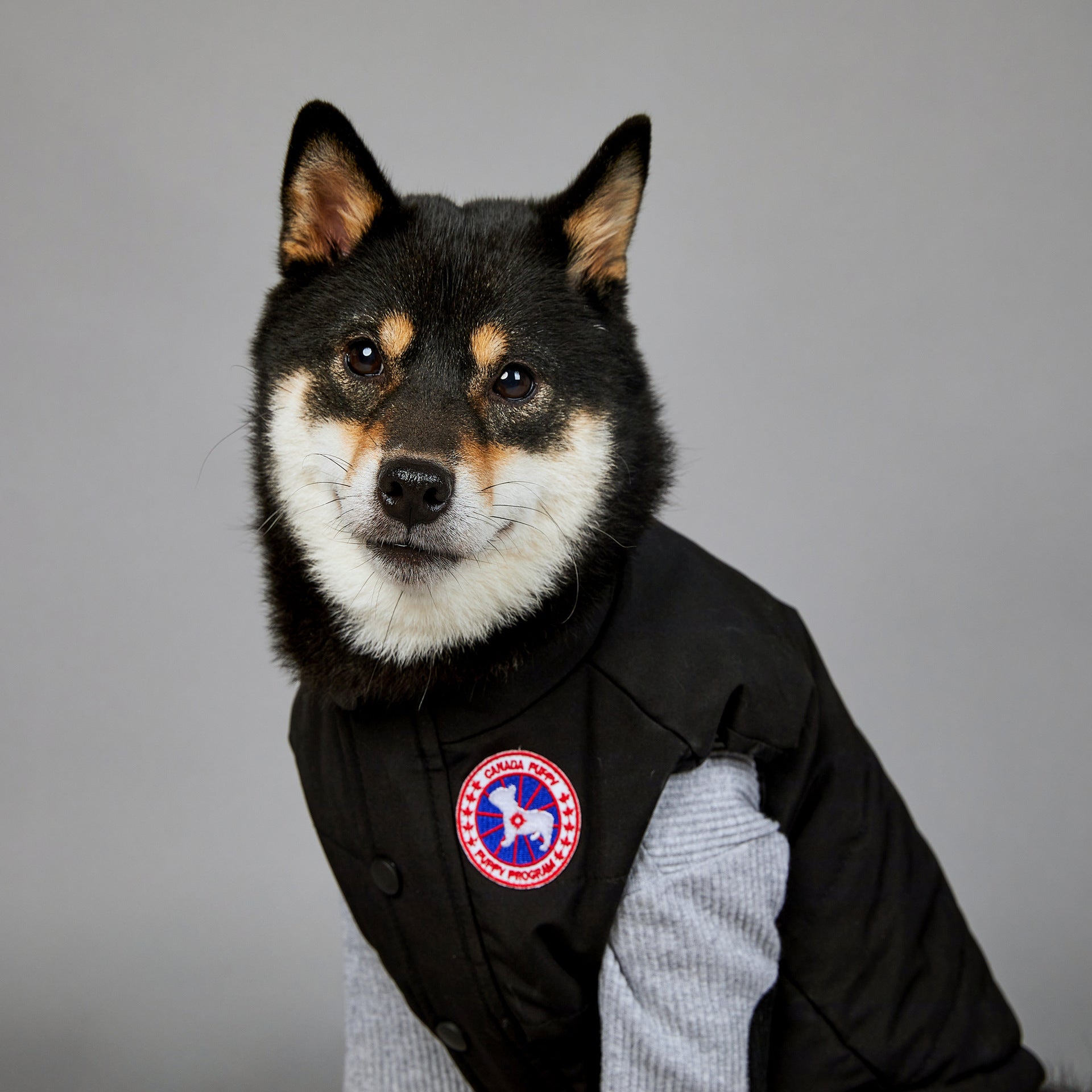 Veste pour chien | 2025