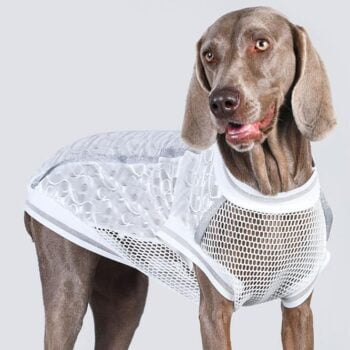 Vêtements Grands Chiens | 2025