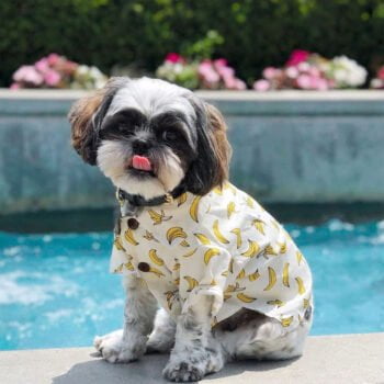 Chemise hawaienne pour chien - 2025 - Vêtement et accessoires pour chiens - Doglovedesign