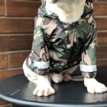 Veste pour chien Bape | 2025