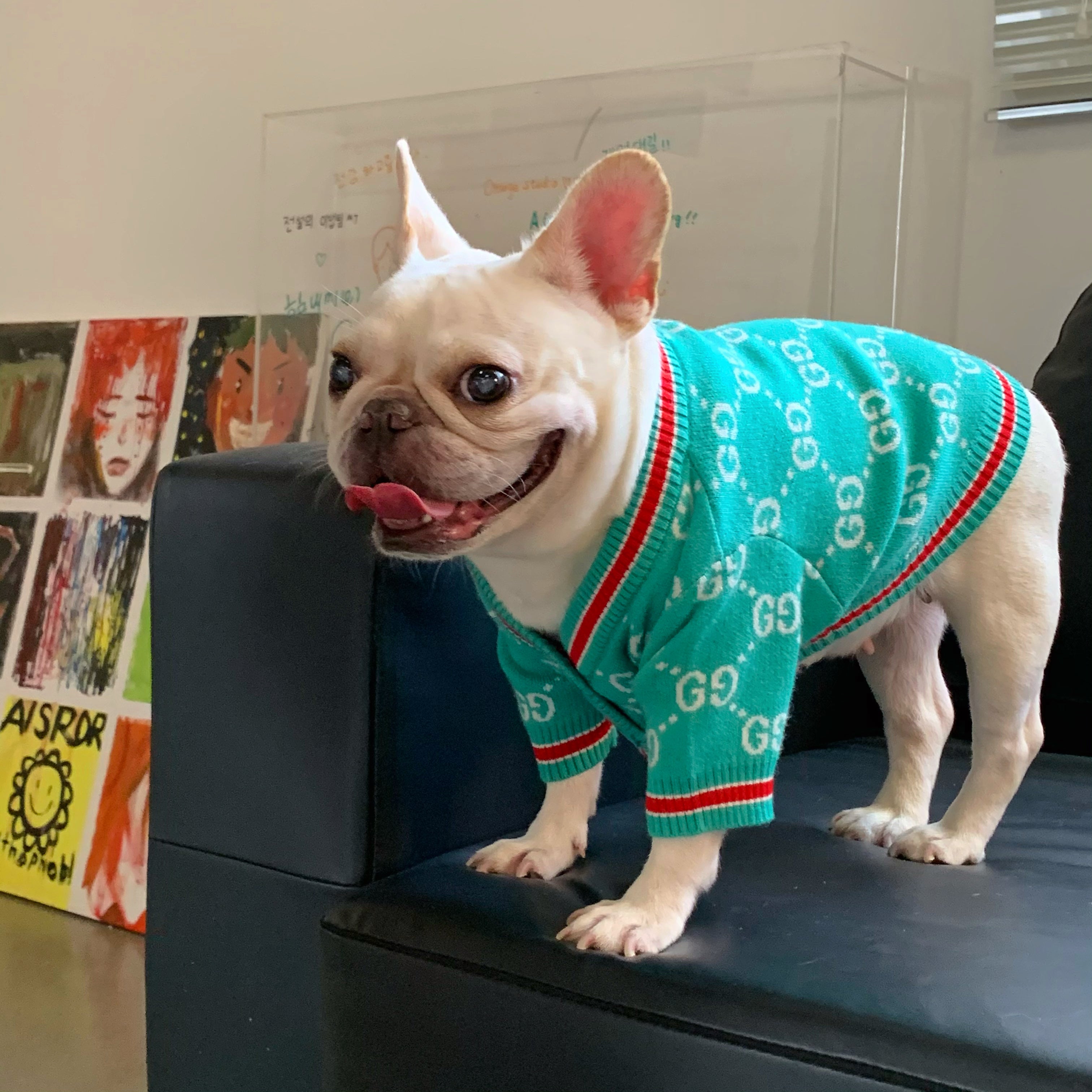 Pull pour chien Gucci | 2023