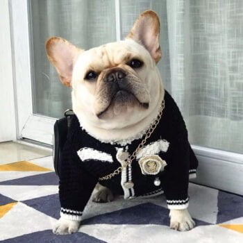 Pull pour chien Chanel | 2024