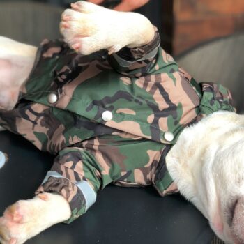 Veste pour chien Bape | 2025