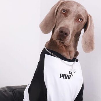 Vêtements Grands Chiens Pika | 2025