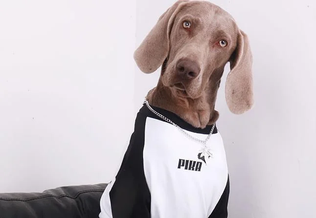 Vêtements Grands Chiens Pika | 2025