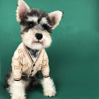 Pull pour chien Gucci | 2024