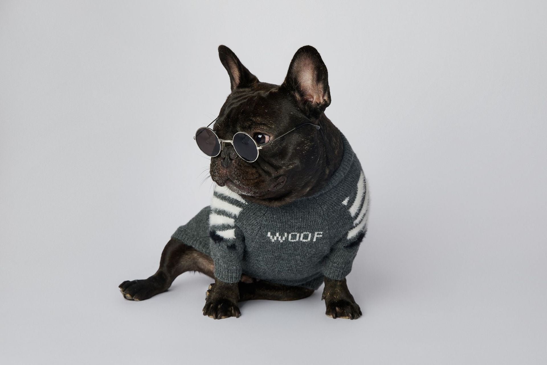 Pull pour chien WOOF | 2024