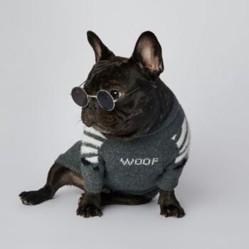 Pull pour chien WOOF | 2024