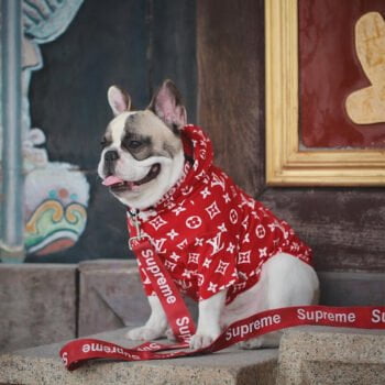 Sweat à capuche pour chien Louis Pawtton | 2024