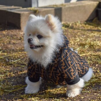 Veste pour chien Fendi | 2024