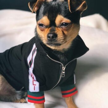 Veste pour chien Fendi | 2024