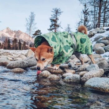 Sweat à capuche pour chien | 2024