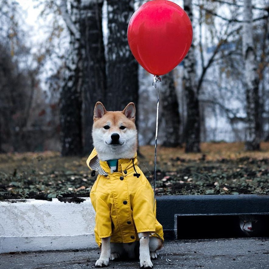 Veste pour chien | 2024