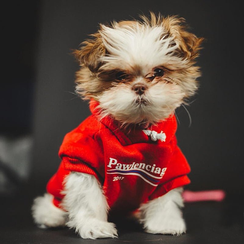 Sweat à capuche pour chien Pawlenciaga | 2024