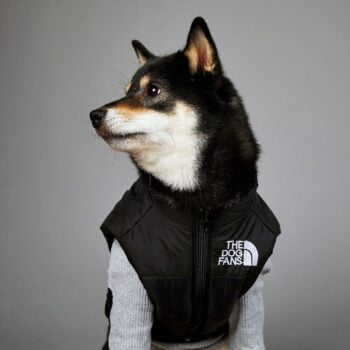 Manteau de luxe THE DOG FANS - 2025 - Doglovedesign : Vêtement et accessoires pour chiens