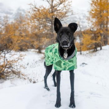 Sweat à capuche pour chien | 2024