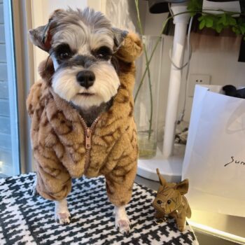 Louis Pawtton - Manteau Ours en Peluche pour Chien Chic | 2024