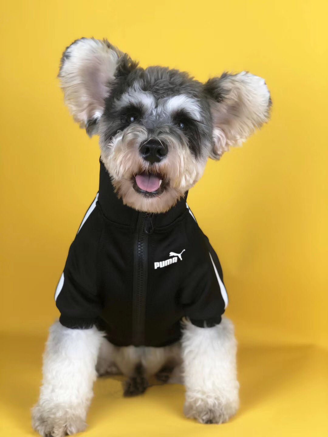 Veste pour chien Puma | 2024