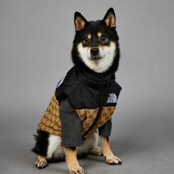 Veste pour chien Pawcci - 2025 - Vêtement et accessoires pour chiens - Doglovedesign