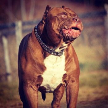 Collier et harnais pour chien - 2025 - Doglovedesign : Vêtement et accessoires pour chiens Collier et harnais pour chien - 2025 - Doglovedesign : Vêtement et accessoires pour chiens