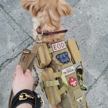 Accessoires de Luxe pour Chiens : Harnais Militaire | 2025